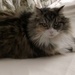 Grumpy Cat Queen by linnypinny