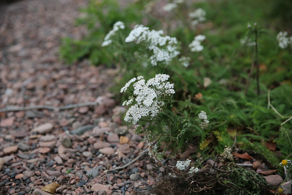 yarrow... by earthbeone