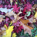Autumn Leaves by loweygrace
