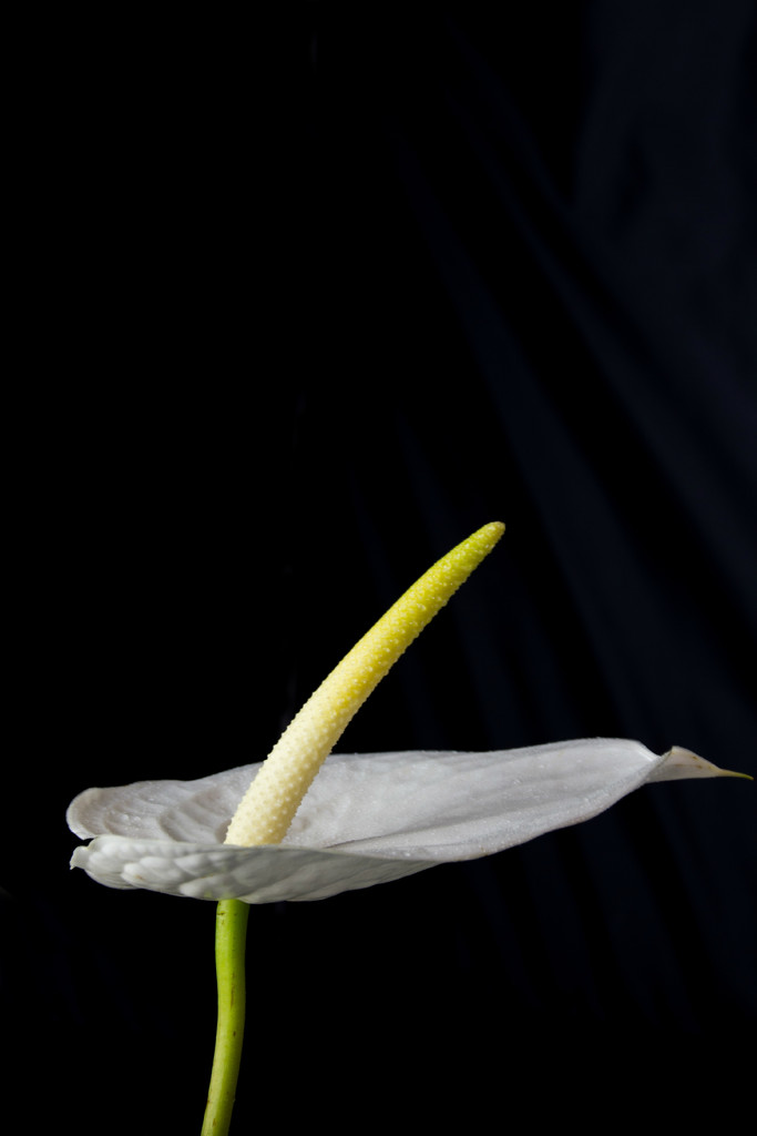 white anthurium by summerfield