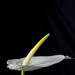 white anthurium by summerfield