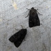 Autumn moths 17 Two Black Rustics by steveandkerry