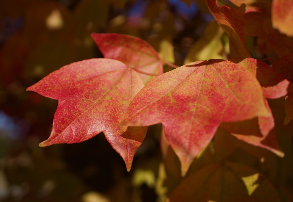 Ahh, fall color by eudora