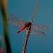 Wandering Percher Dragonfly (Diplacodes bipunctata)Family-Libellulidae. by congaree