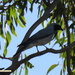 Black-faced cuckoo-shrike by koalagardens