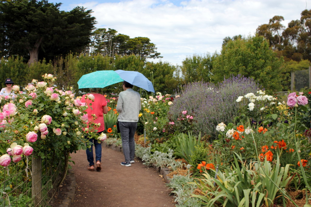 Sunshine & gardens bring out the brolly girls! by gilbertwood