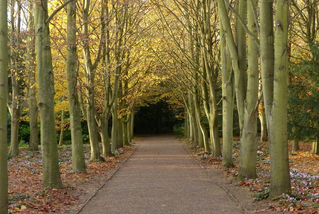 This Weekend at Anglesey Abbey by g3xbm