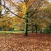 Blanket of Leaves by cmp