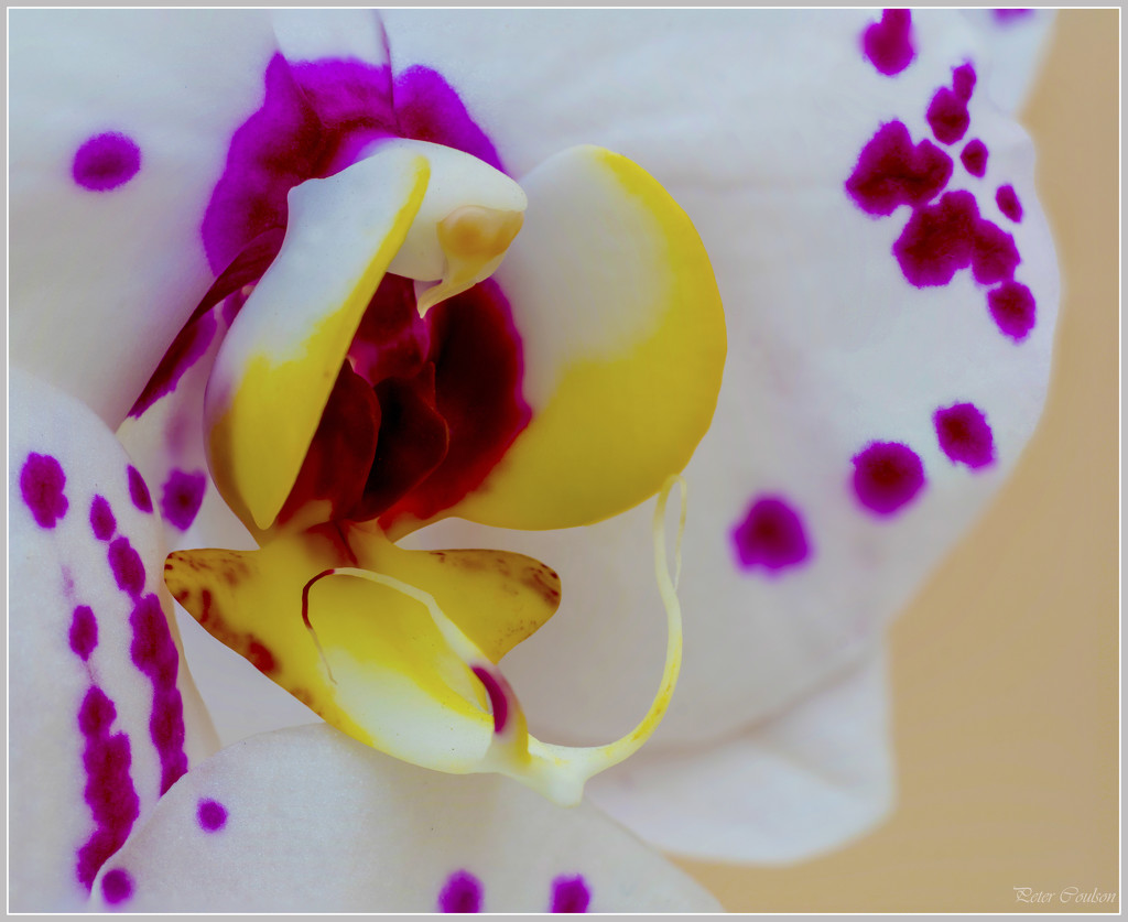 Purple Orchid by pcoulson