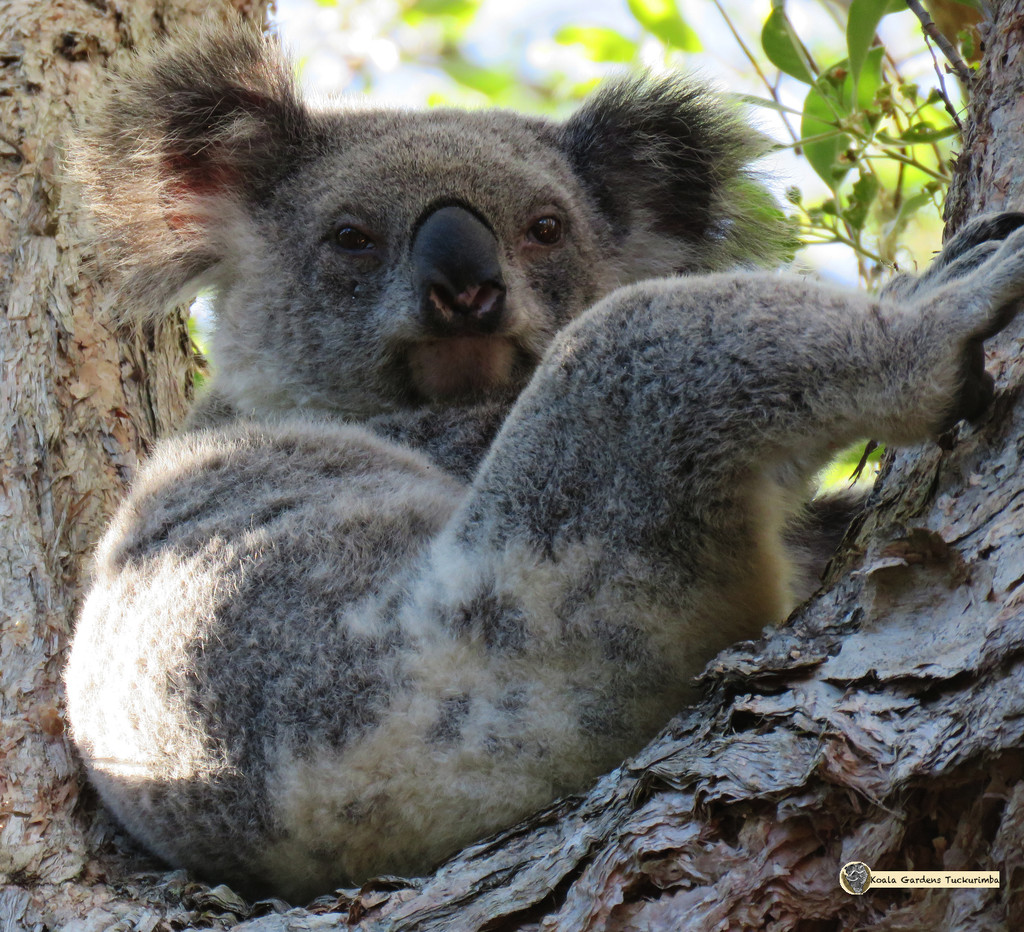 kickin back by koalagardens