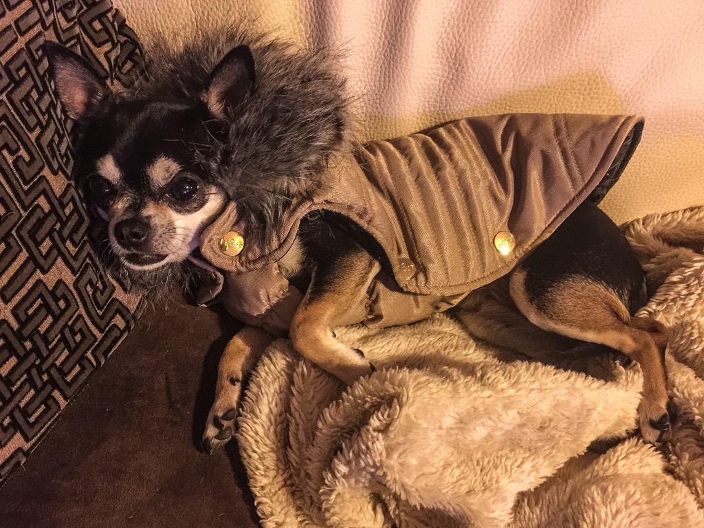 She hates her new coat! by cocobella