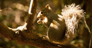 21st Nov 2016 - Squirrel Snack!