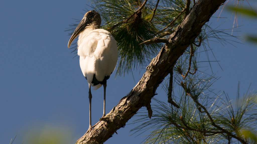 Woodstork on the Lookout! by rickster549