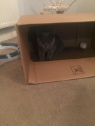 21st Nov 2016 - Cat in a box