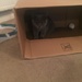 Cat in a box by richard_h_watkinson