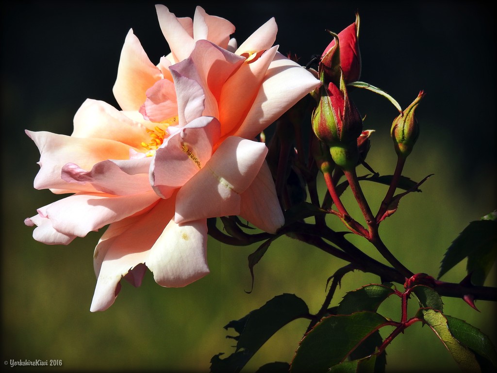 Wild Rose by yorkshirekiwi