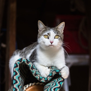 19th Nov 2016 - tack room perch