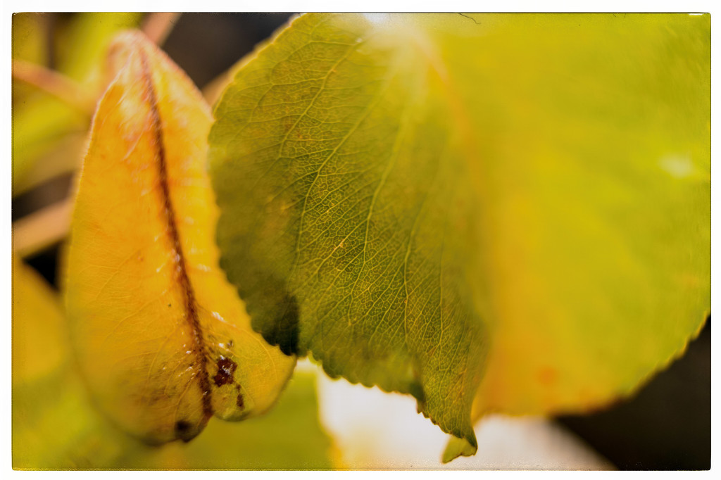 Leaves after rain by jeffjones