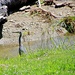 Grey heron by kiwinanna