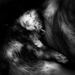 Sleeping Ferret  by vera365