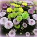 Button Chrysanthemums.  by wendyfrost