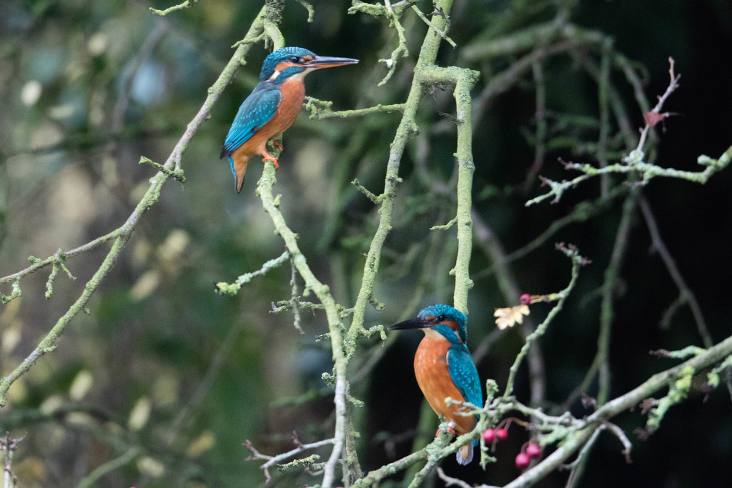 Meet Mr & Mrs Kingfisher by padlock