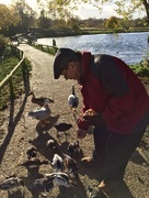 22nd Nov 2016 - Feeding The Ducks