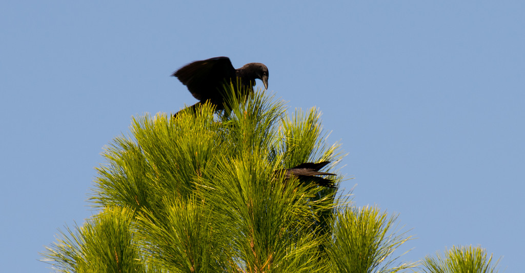 Crows in the Treetop! by rickster549