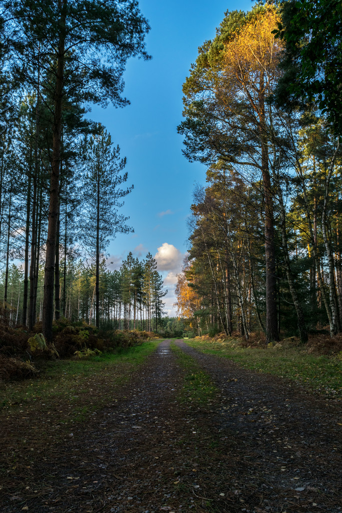 Thetford Forest  by rjb71