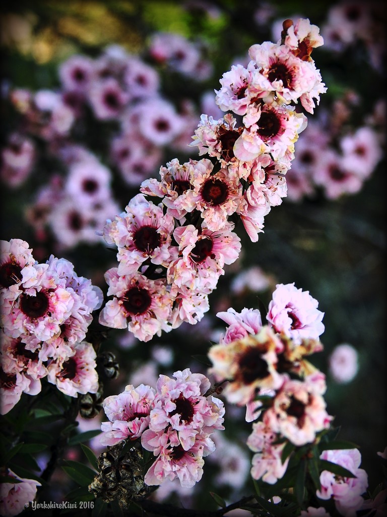 Floral - Manuka by yorkshirekiwi