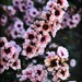 Floral - Manuka by yorkshirekiwi