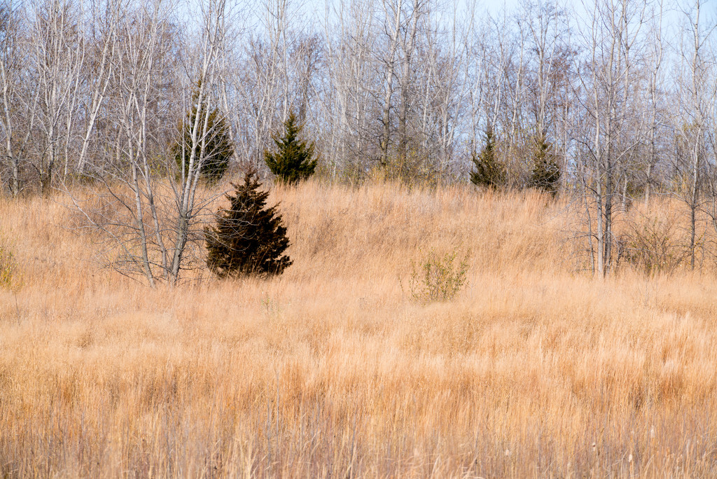 Evergreen Tree  Prairie Landscape by rminer