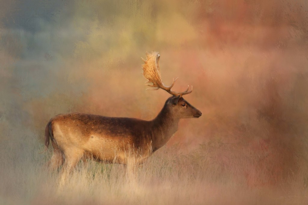 Fallow Stag by shepherdmanswife