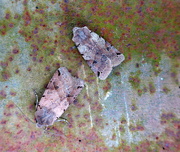 23rd Nov 2016 - Autumn moths 18 Two Brown spot pinions 