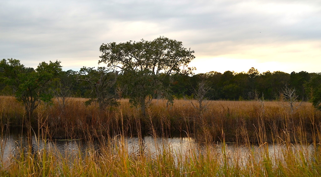 Marsh and wetlands, Ravenel, SC by congaree