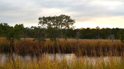 23rd Nov 2016 - Marsh and wetlands, Ravenel, SC