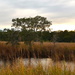 Marsh and wetlands, Ravenel, SC by congaree