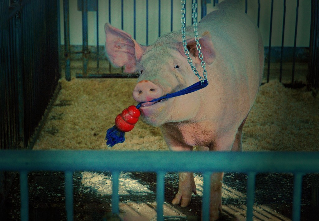 Porky Pig by farmreporter