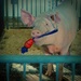 Porky Pig by farmreporter