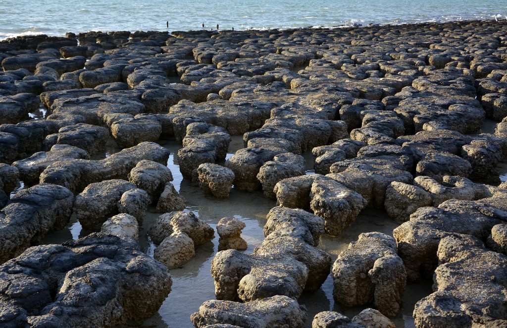 More Hamelin Pool Stomatolites_DSC5087 by merrelyn