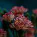 Dianthus 2 by elisasaeter