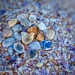 Seashells  by joemuli
