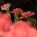 3 Carnations by frequentframes