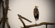 23rd Nov 2016 - Ralph on the Perch!