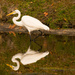 Egret and Reflection! by rickster549