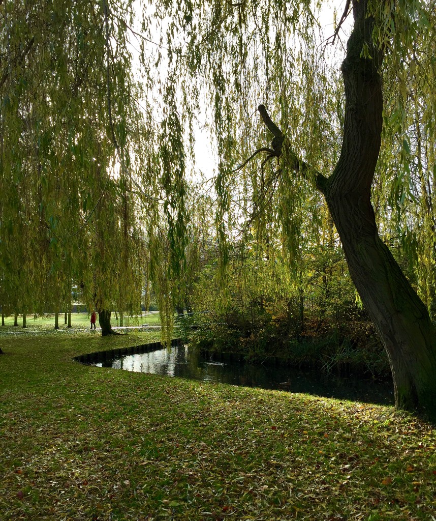 Weeping Willows by gillian1912