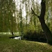 Weeping Willows by gillian1912