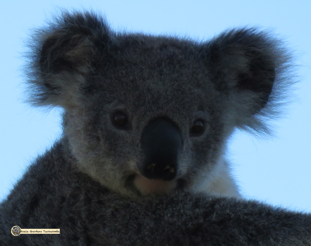 euc please? by koalagardens