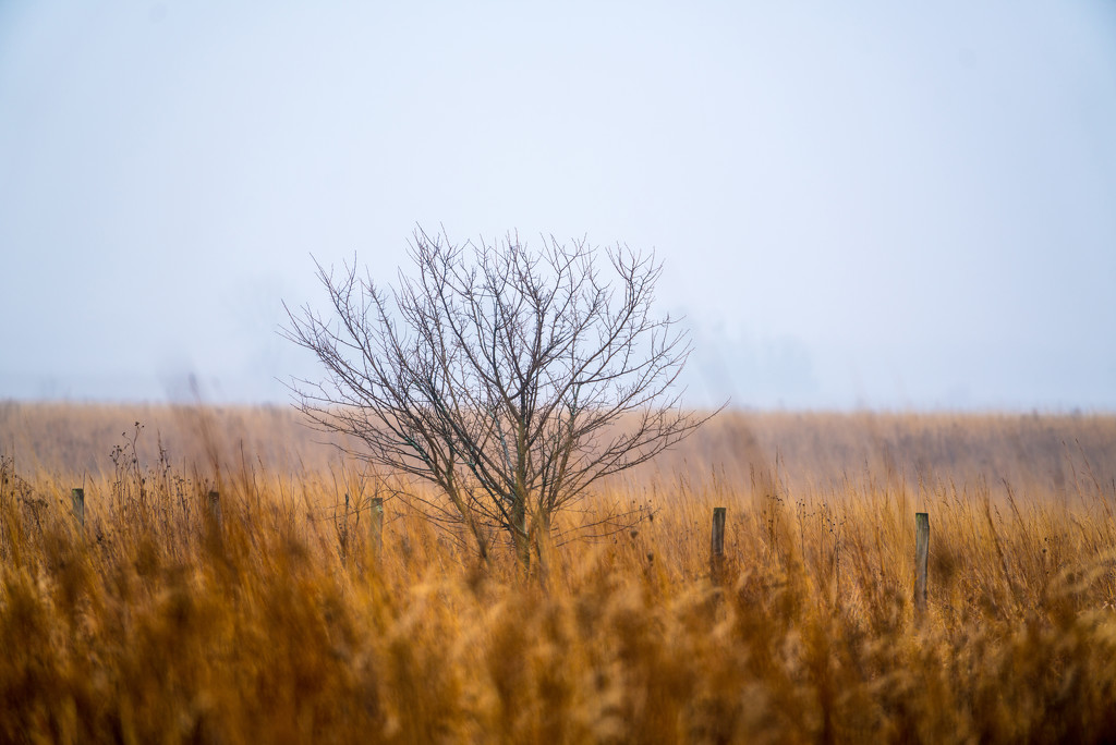 A Tree in a field by rminer