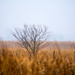 A Tree in a field by rminer